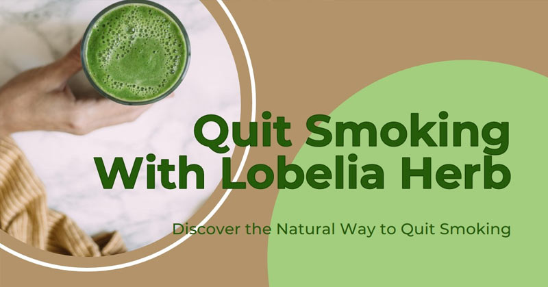 Lobelia Herb Quit Smoking